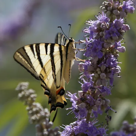 Kalypso & * Karavomylos